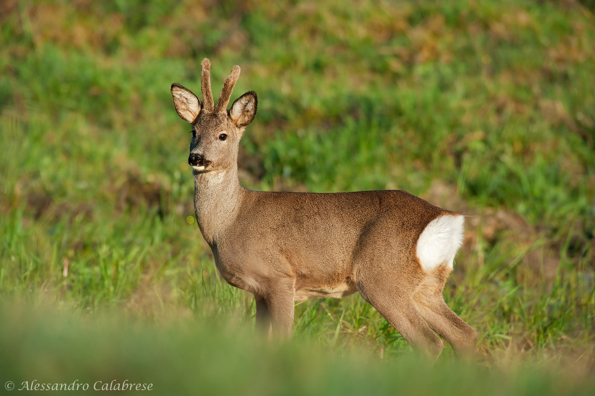 Roe deer in velvet