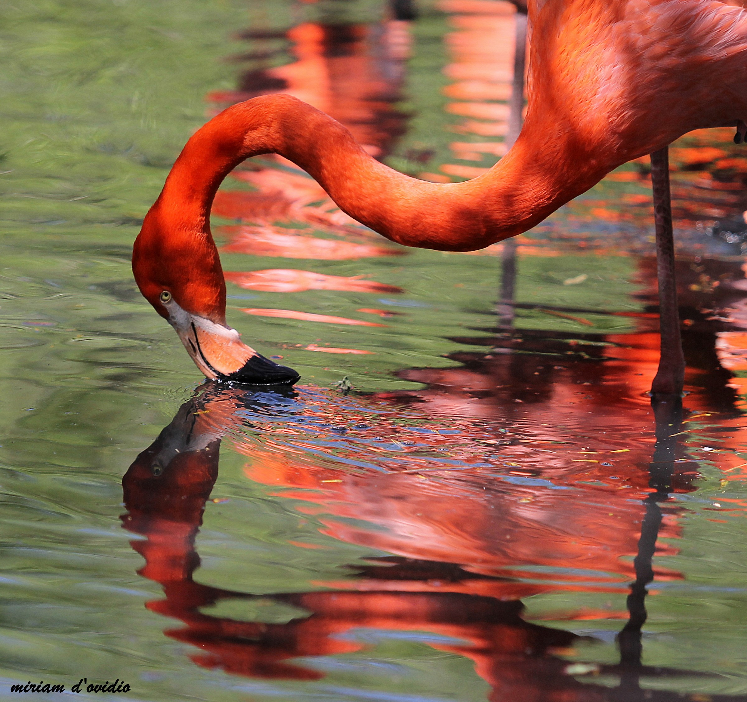 Dipingere sull'acqua