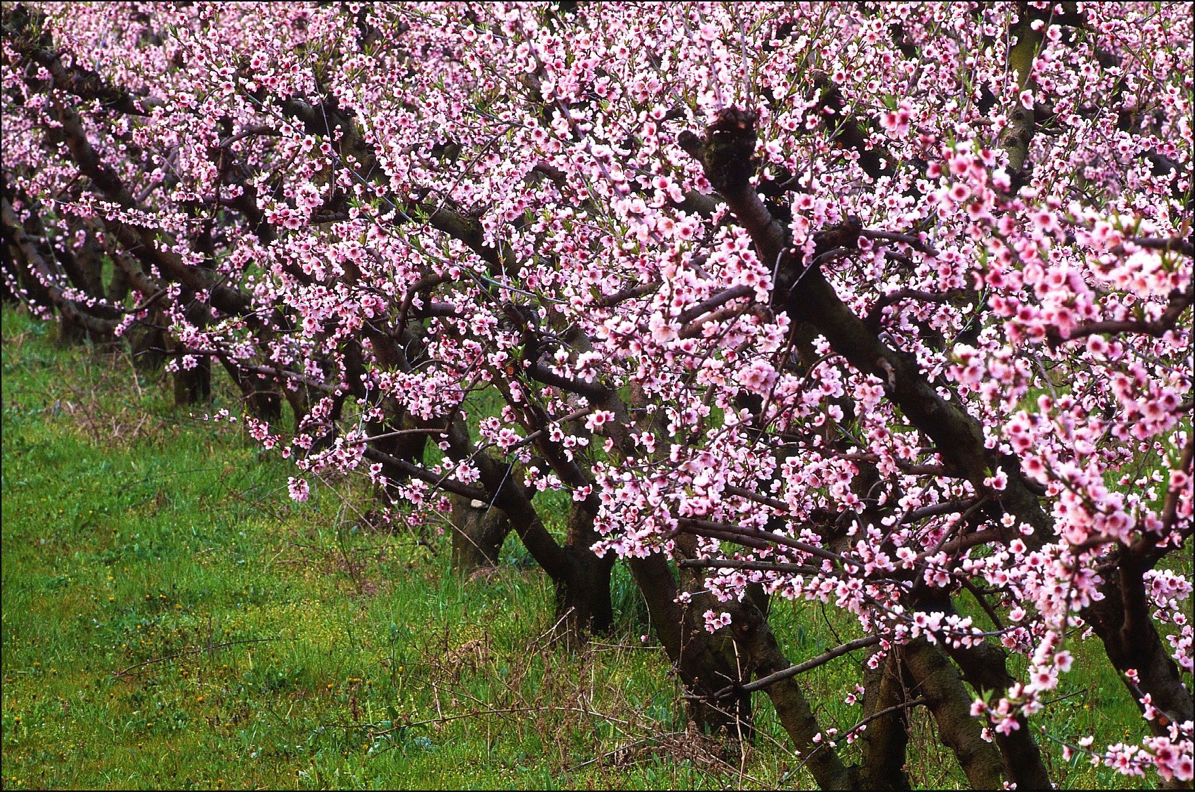 Scenografie primaverili