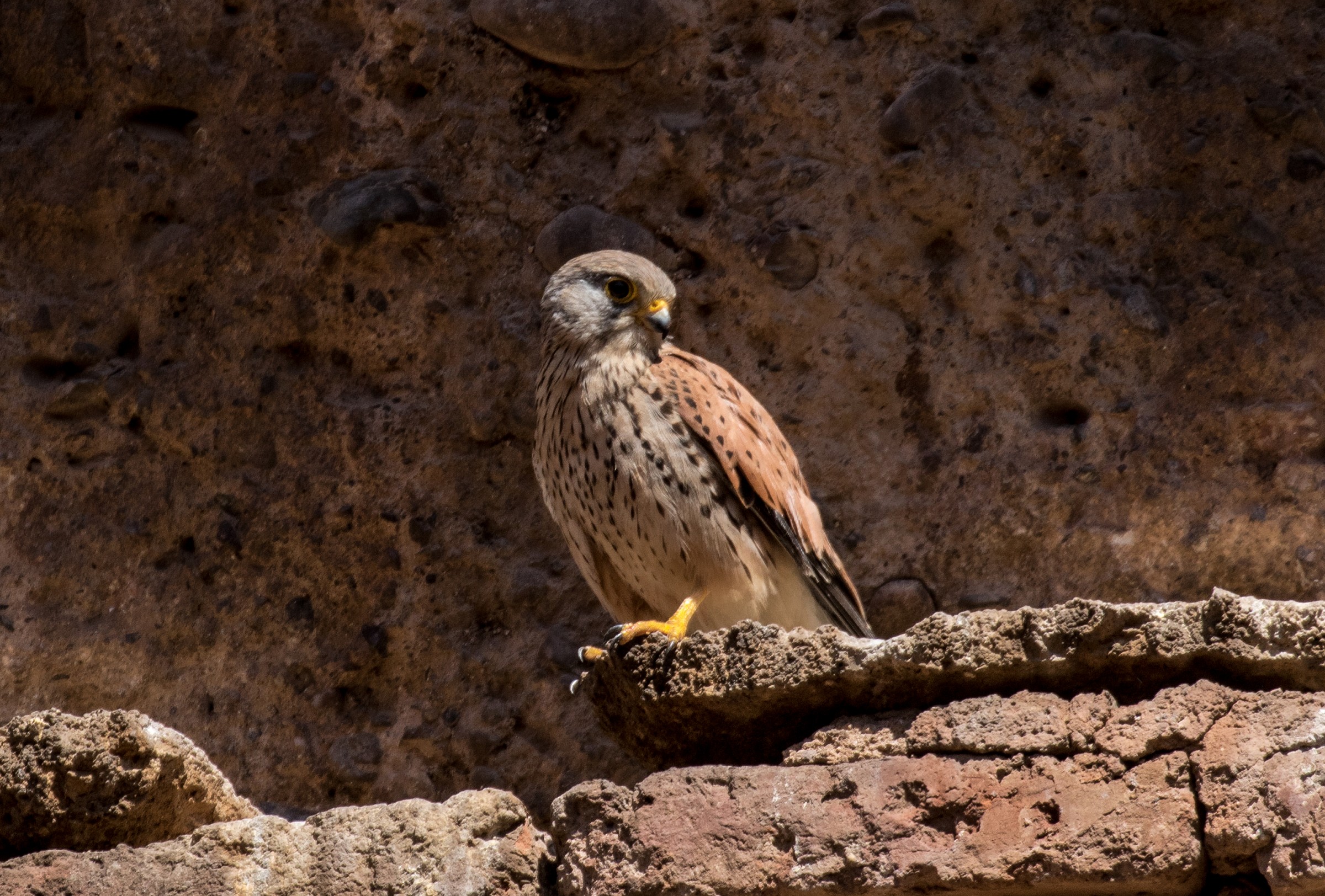 Peregrine Falcon