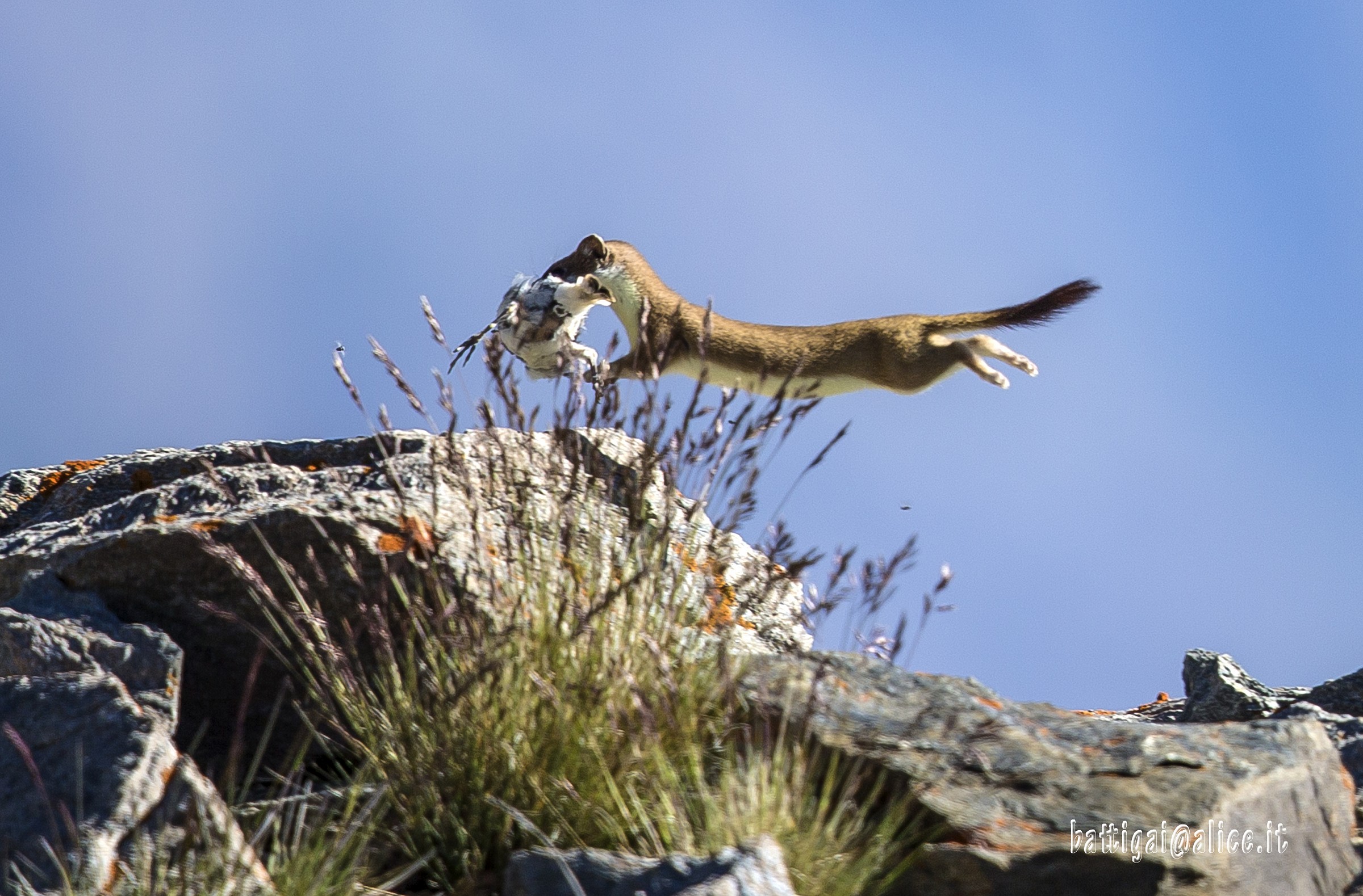 L'ermellino ha predato un pullo di fringuello alpino