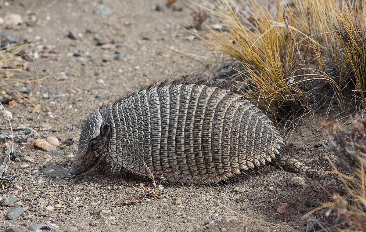 Pichi? (Armadillo)