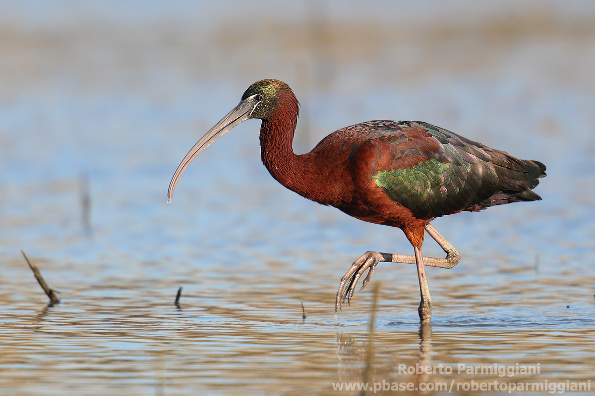 Glossy Ibis