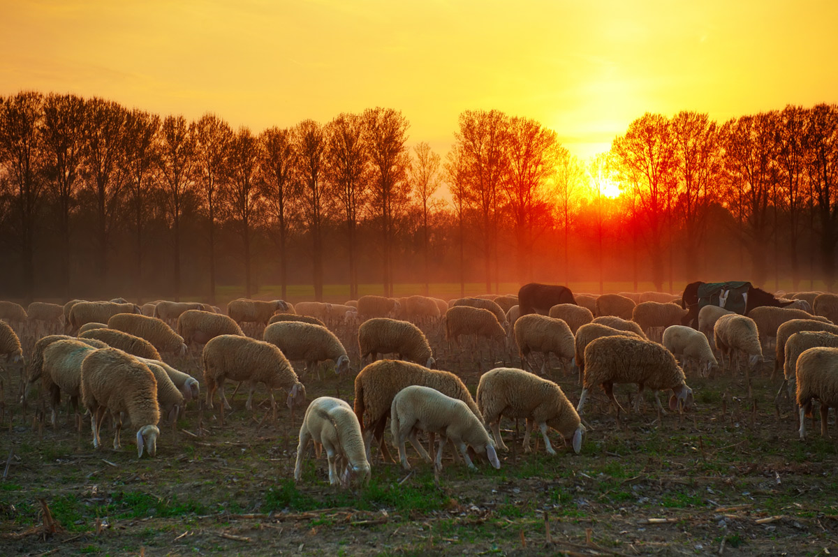 Flock at Sunset