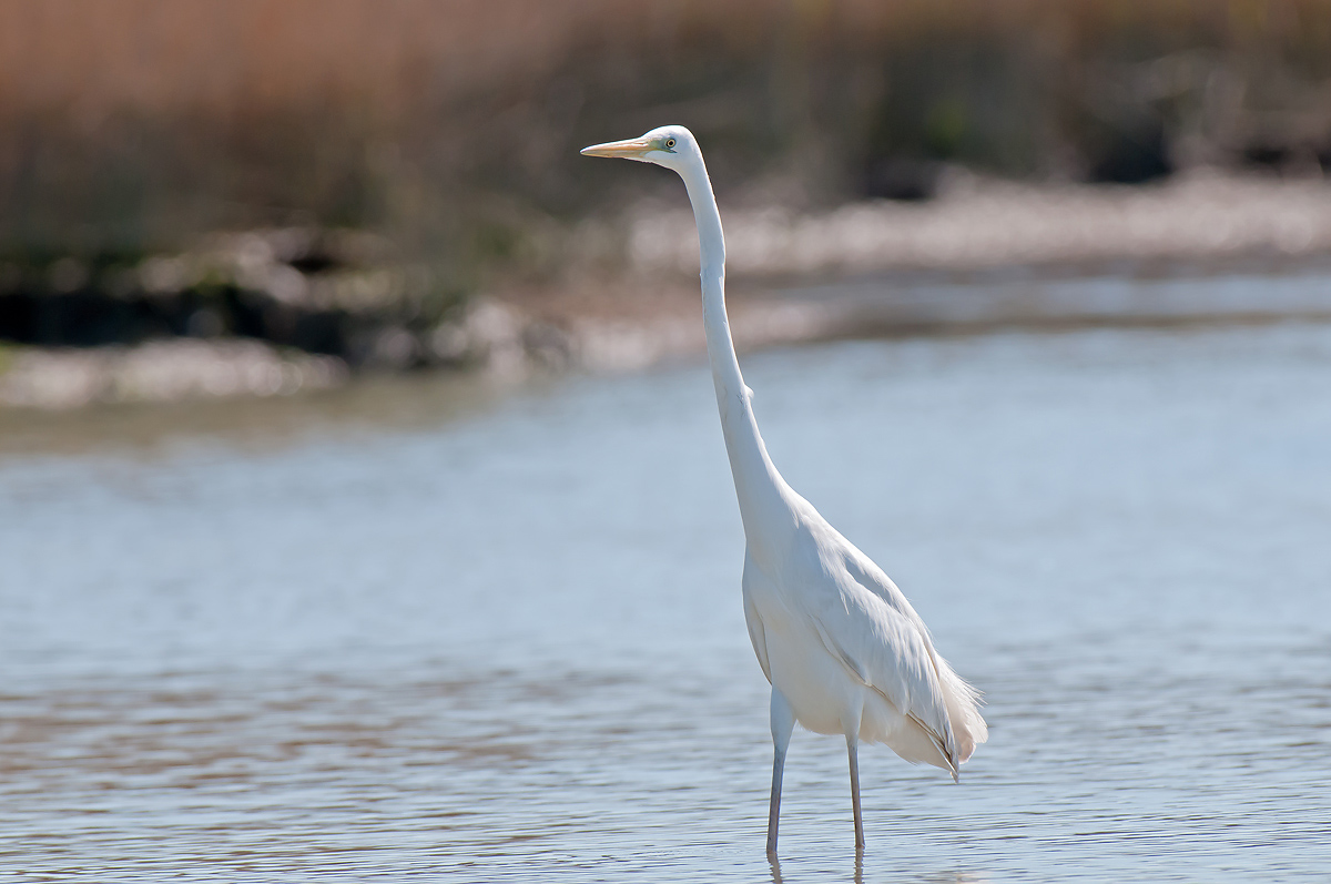 Great Egret