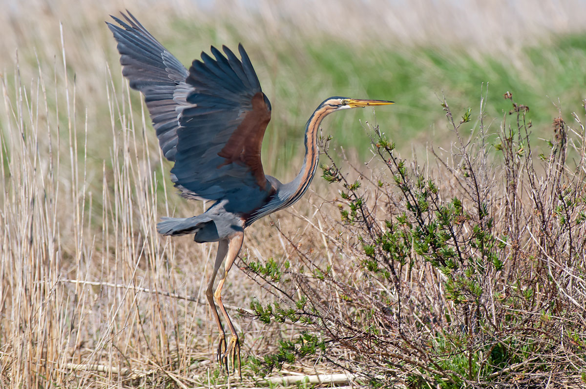 Purple Heron