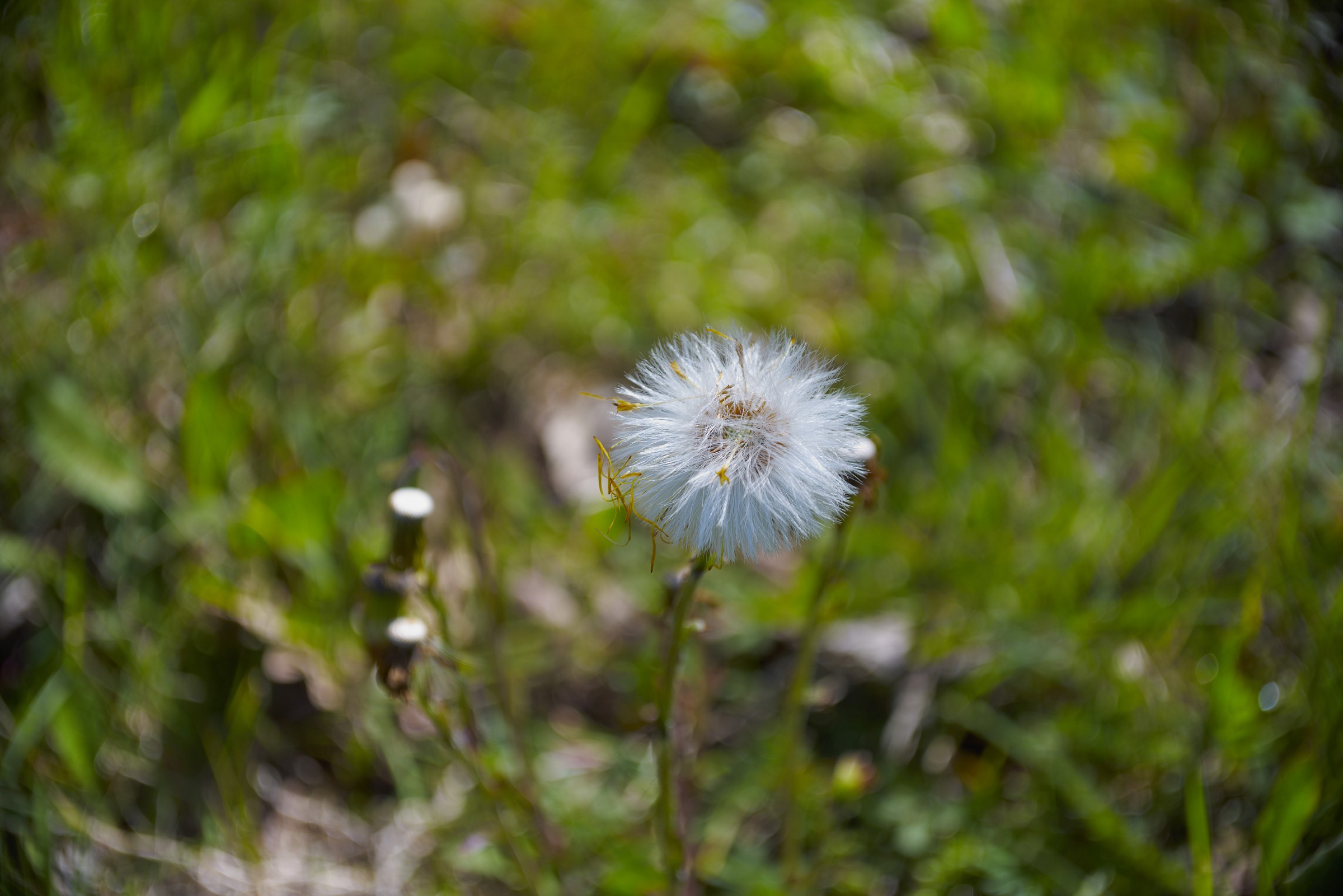 the flower that hypnotizes ..
