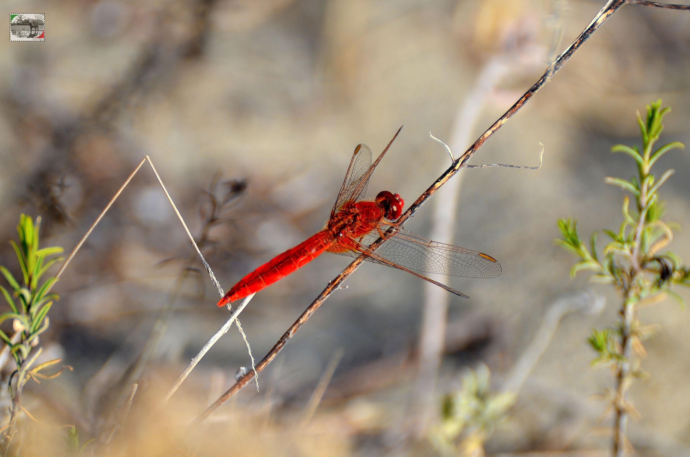 red dragonfly