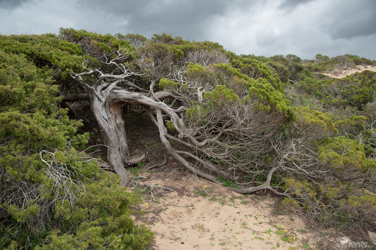 Ginepro - Piscinas\Scivu