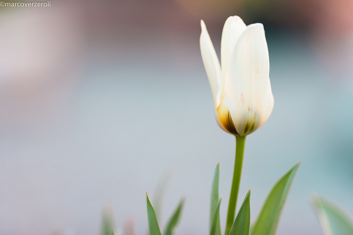 Il tulipano solitario