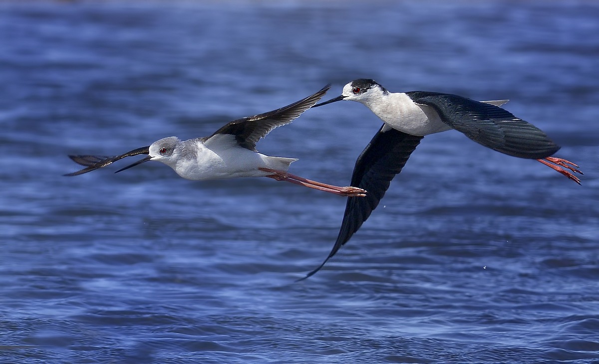 torque steering wheel