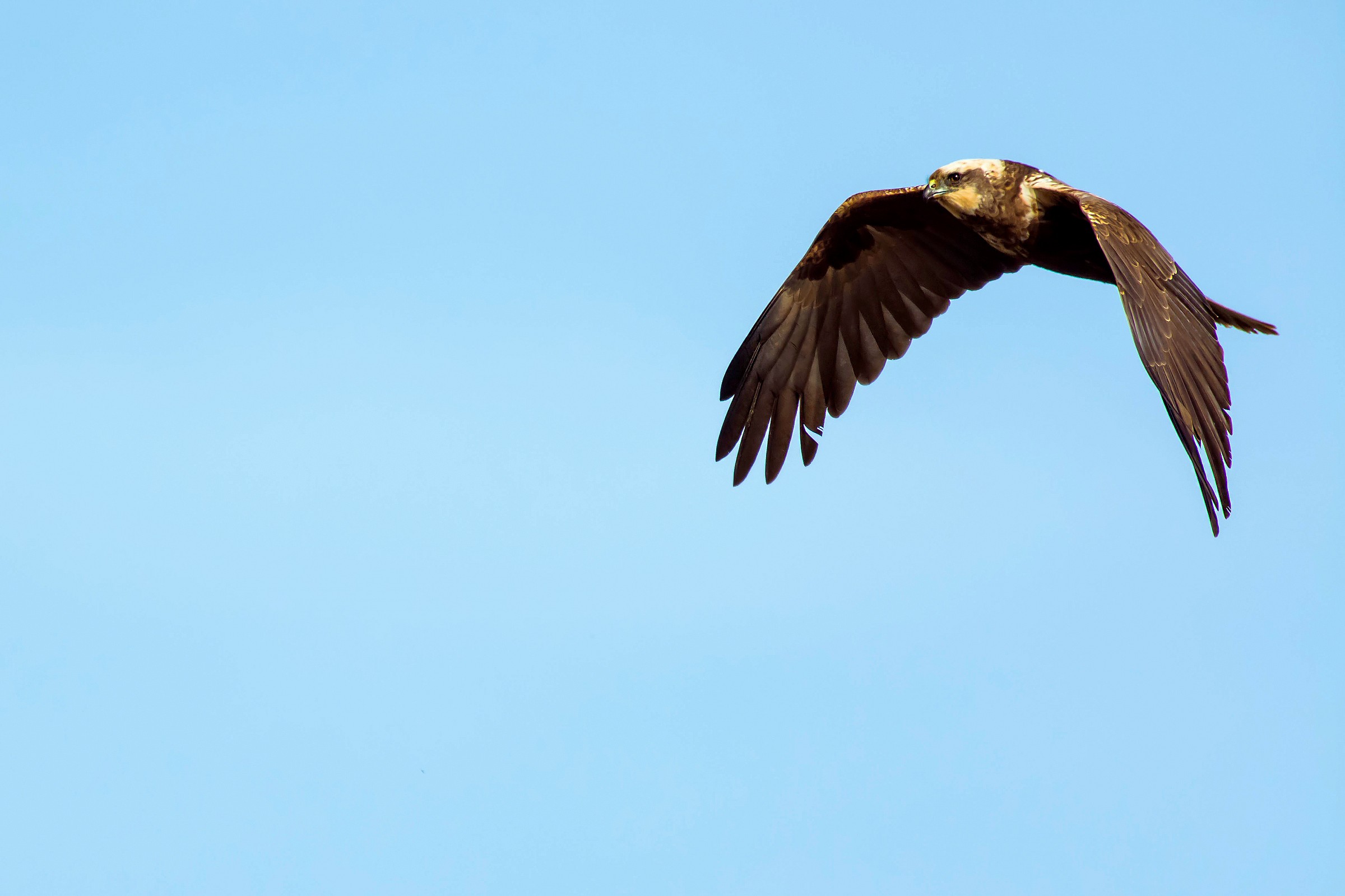 Marsh Harrier