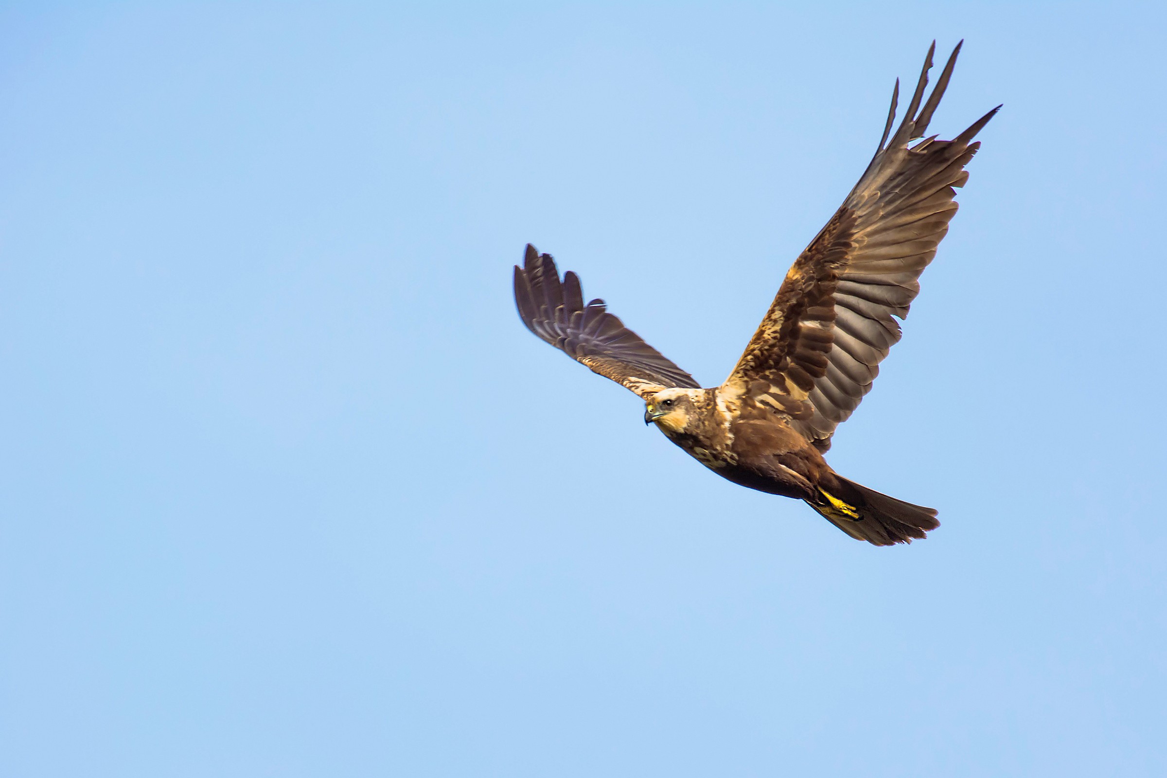 Marsh Harrier