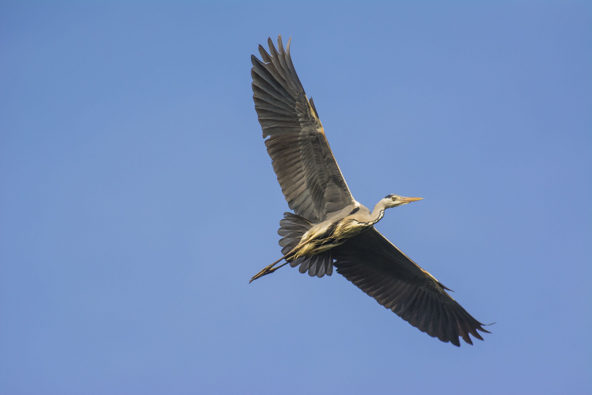 Grey Heron