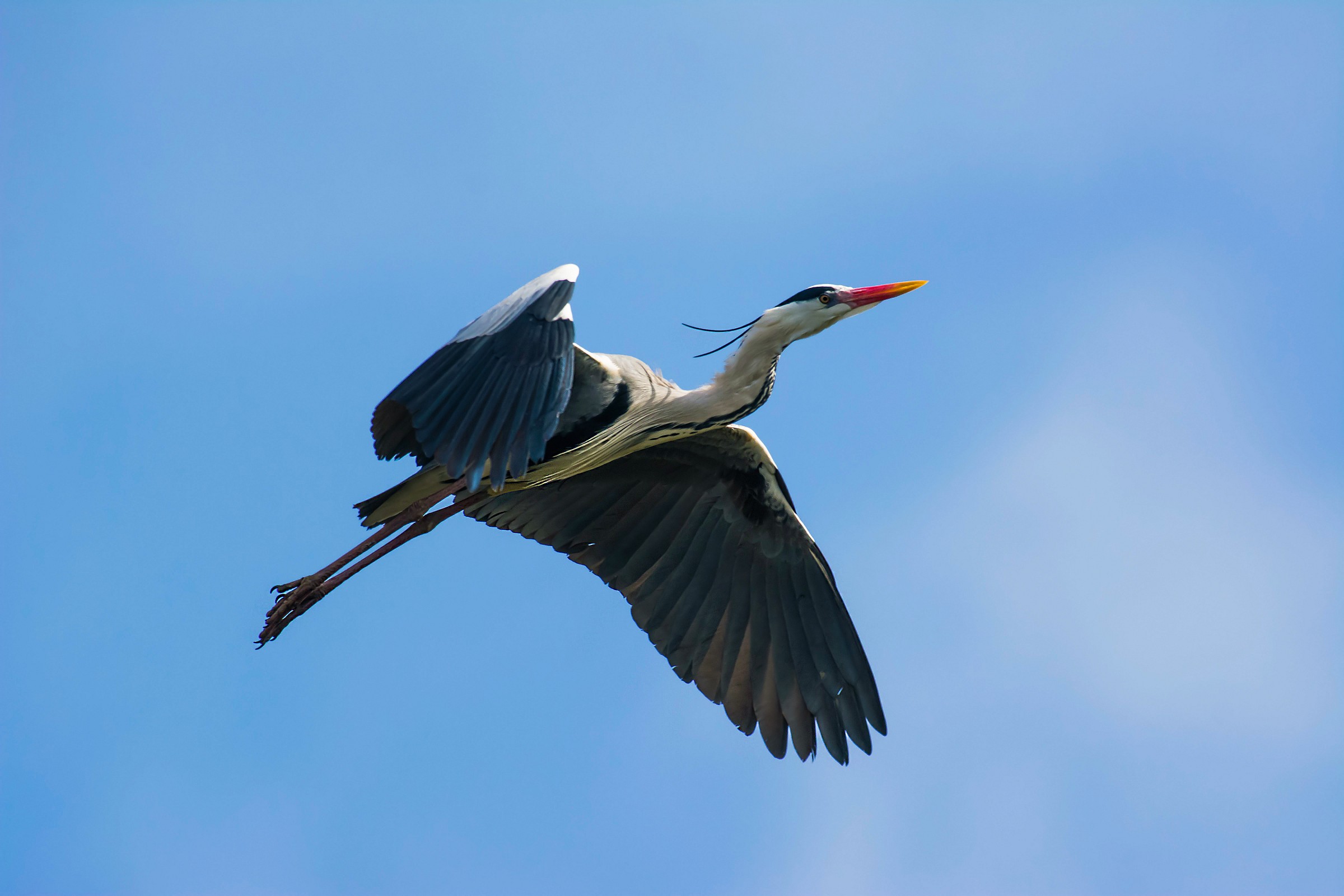 Grey Heron