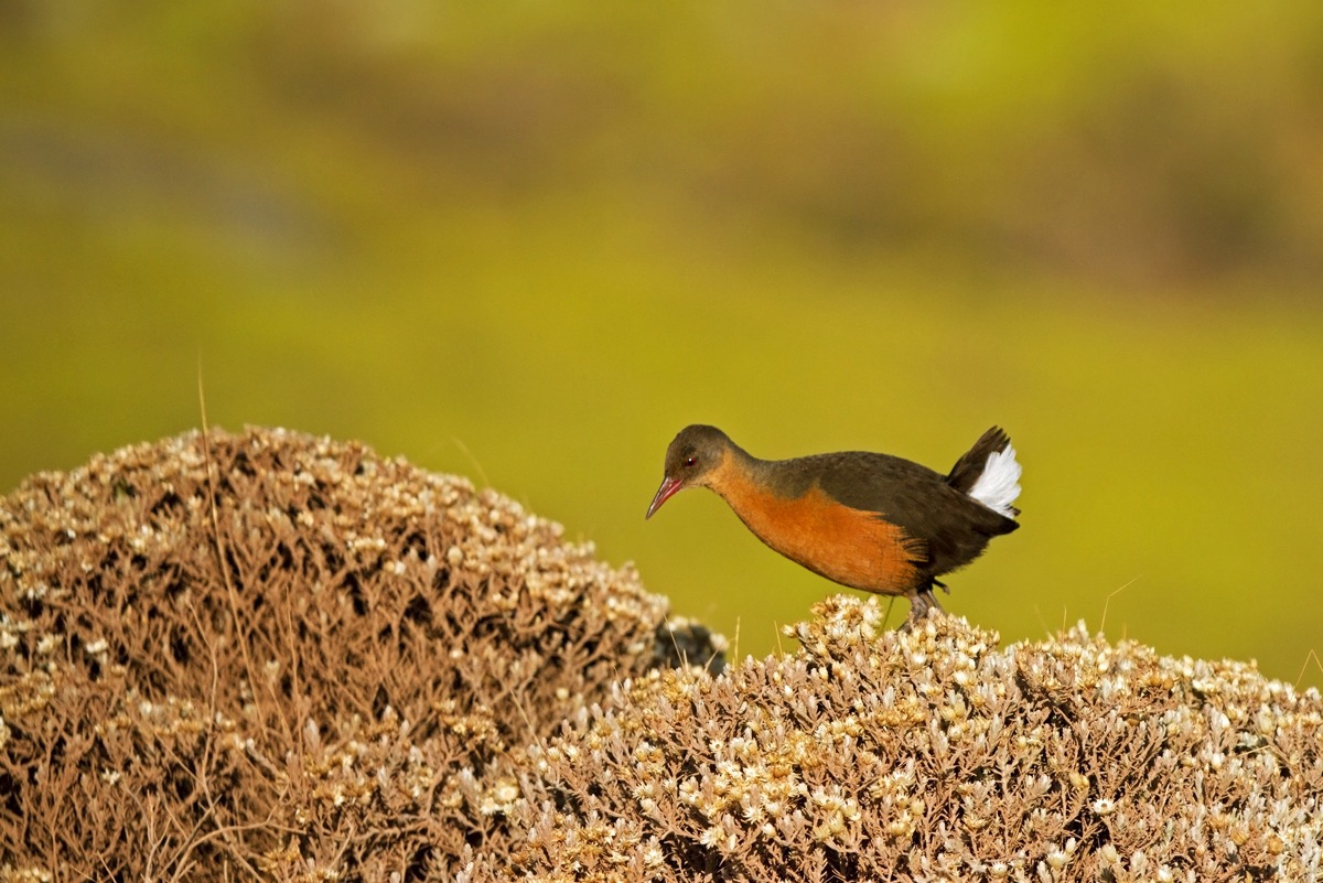Rallo di Rouget  al tramonto