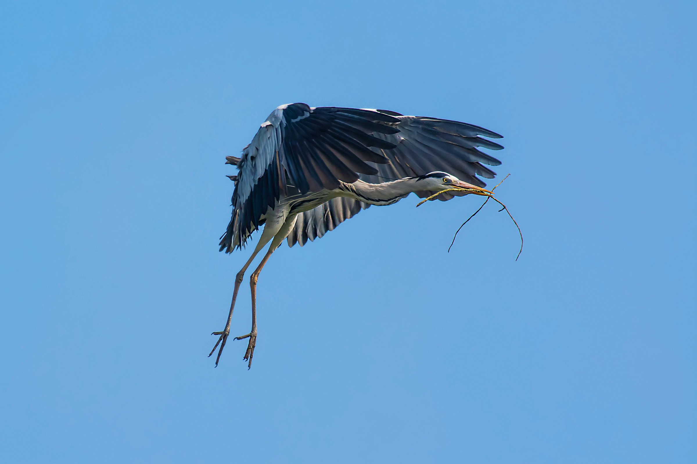 Grey Heron with sprig