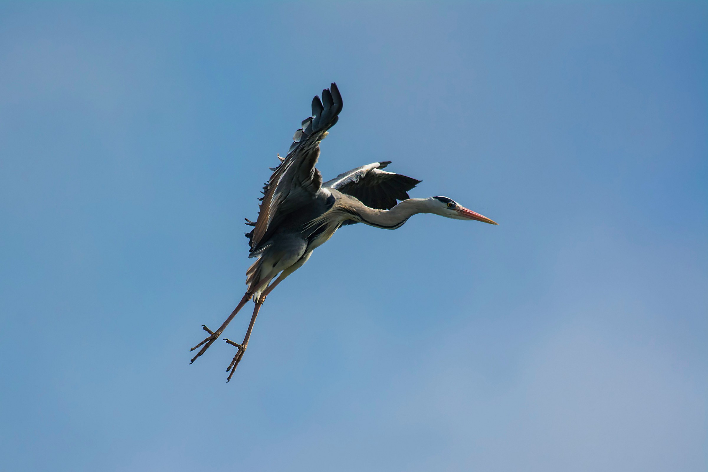 Grey Heron