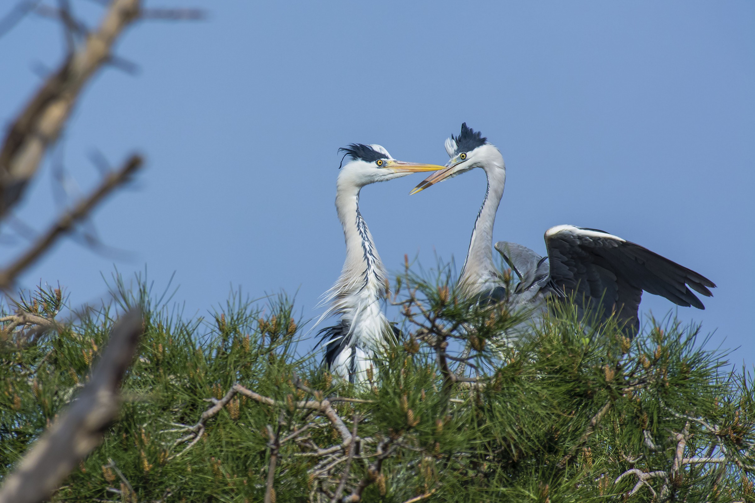 Greys herons nesting