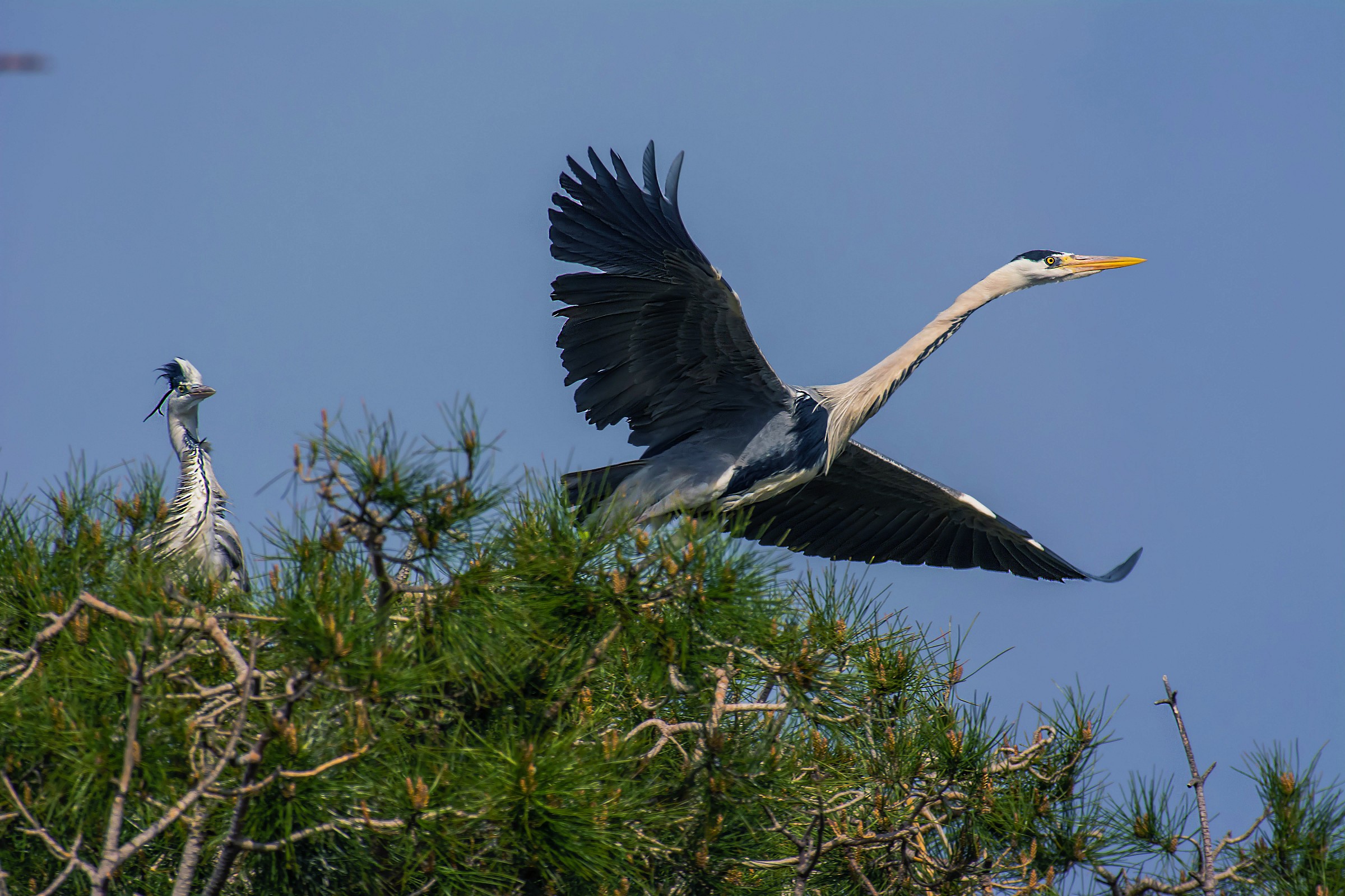 Grey Heron on Nest