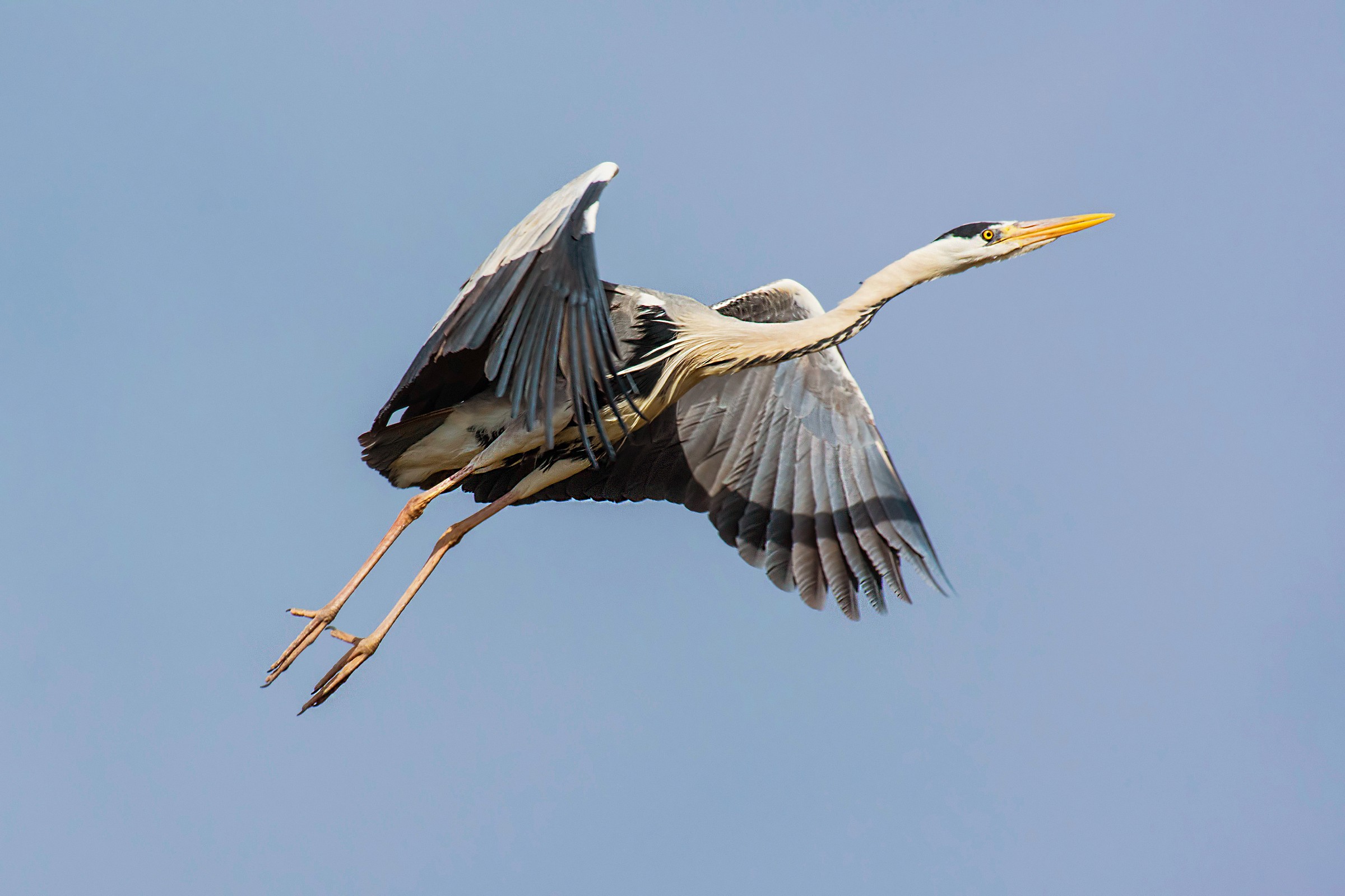 Grey Heron in flight