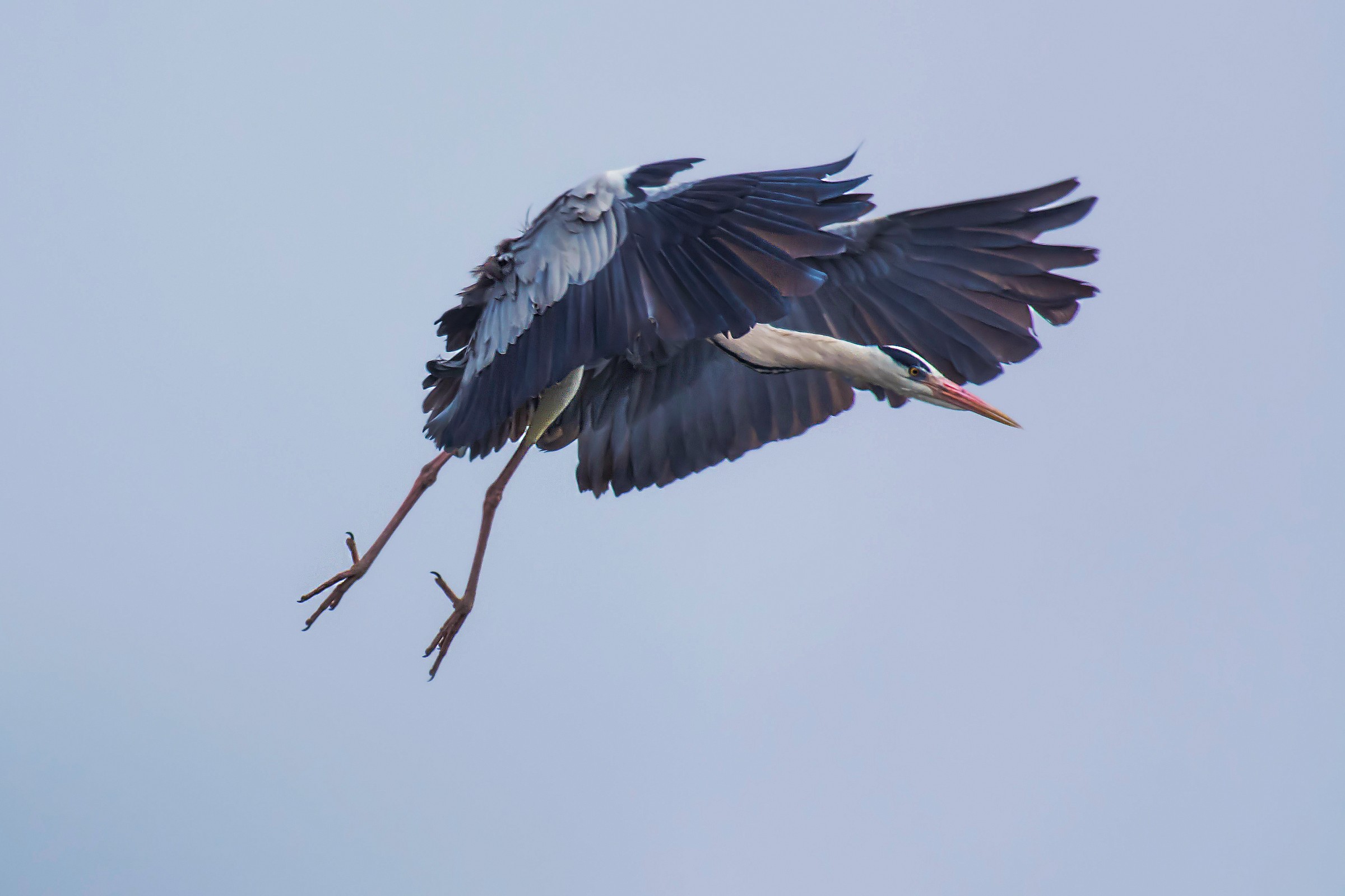Grey Heron