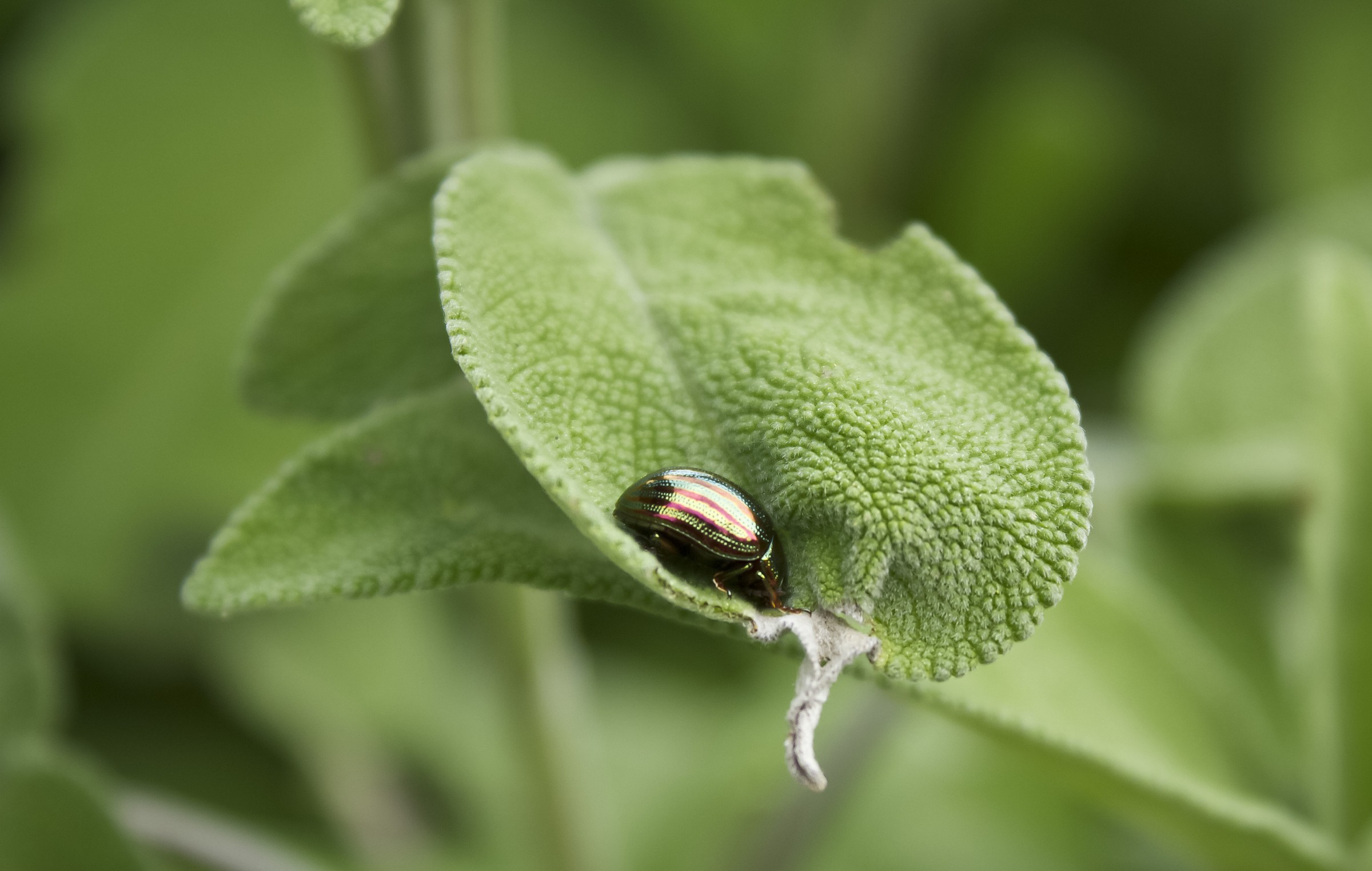La tana del crisomelide