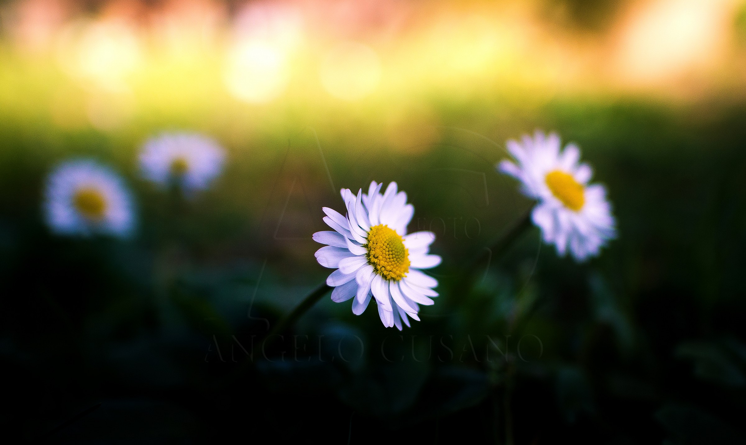 margherite che si godono il tramonto