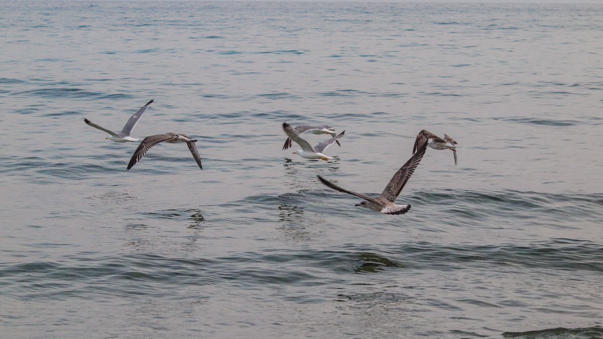Gulls