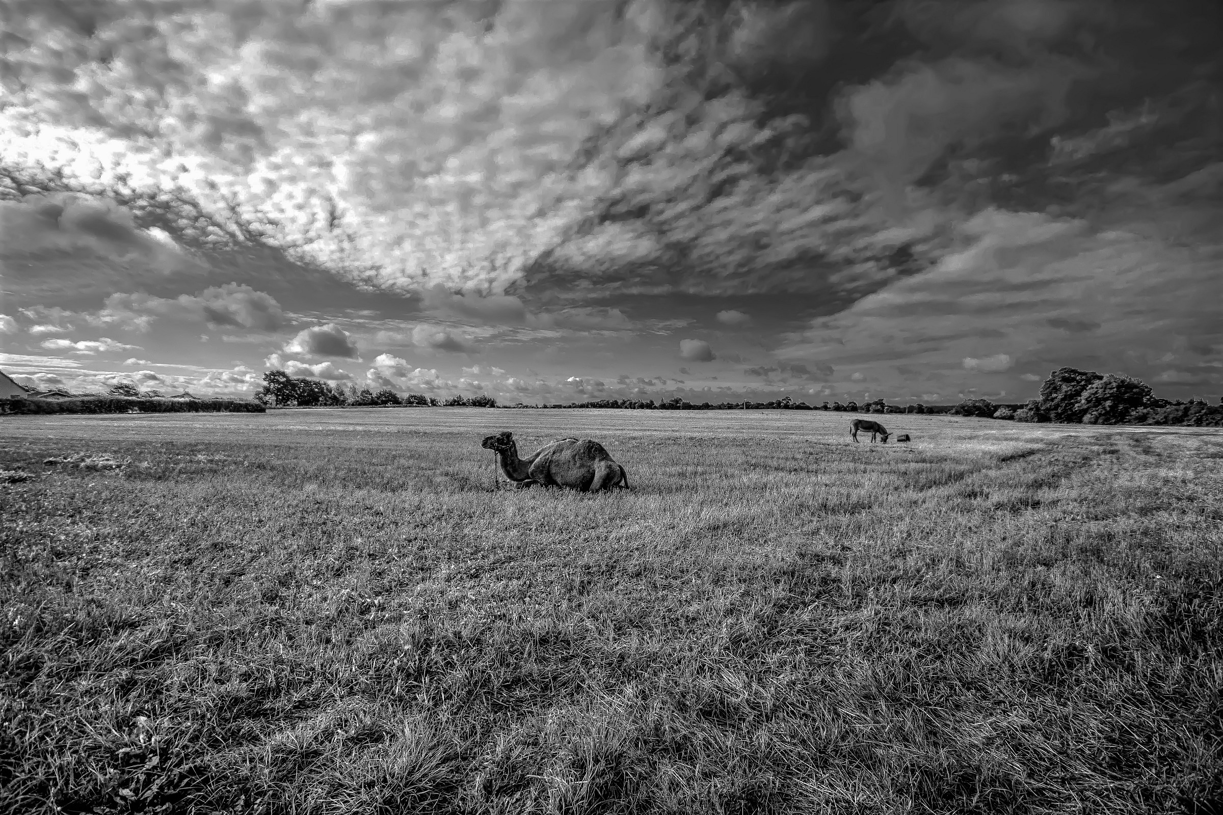 strano incontro in campagna.......