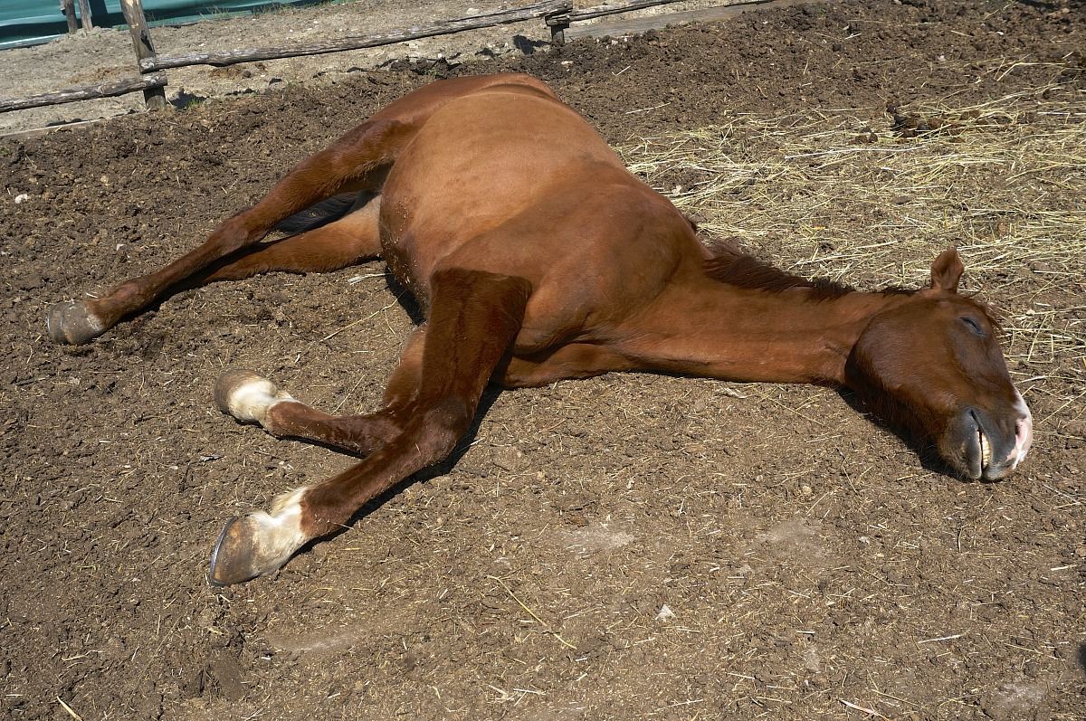 Horse sleeping in the sun