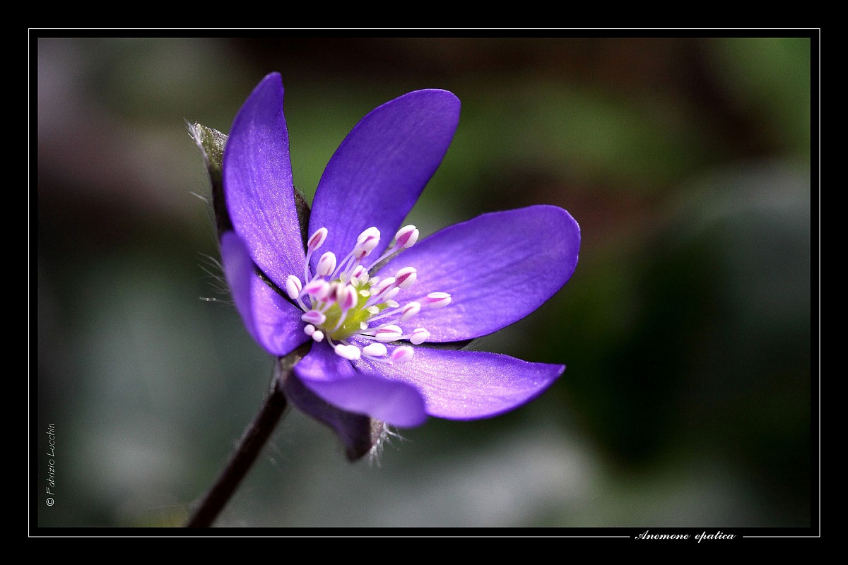 Anemone epatica