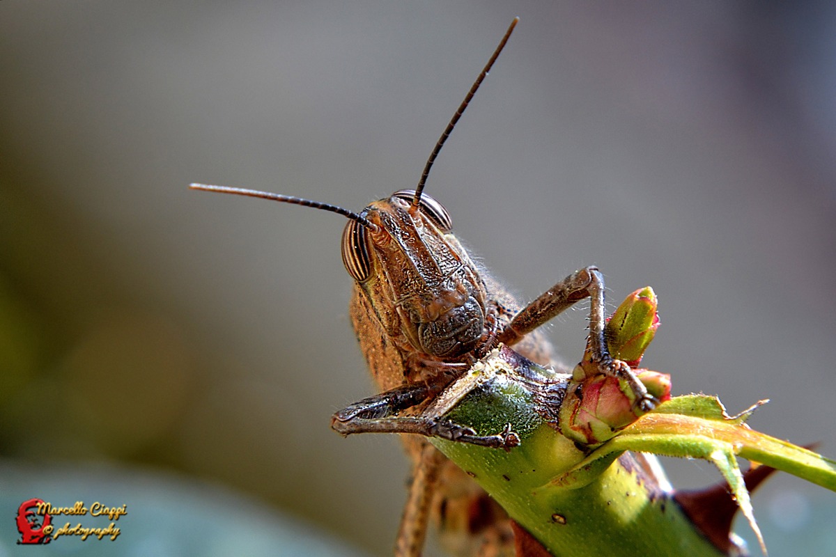 Grasshopper