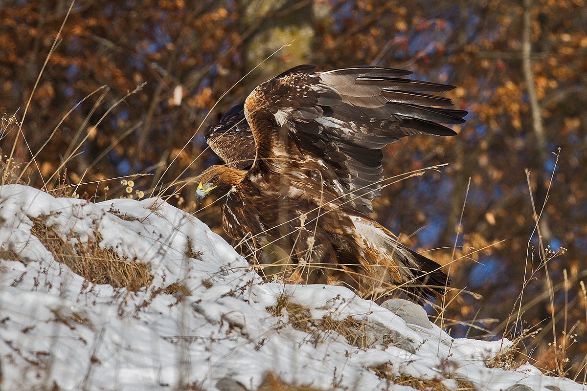 Aquila Reale in Val di non