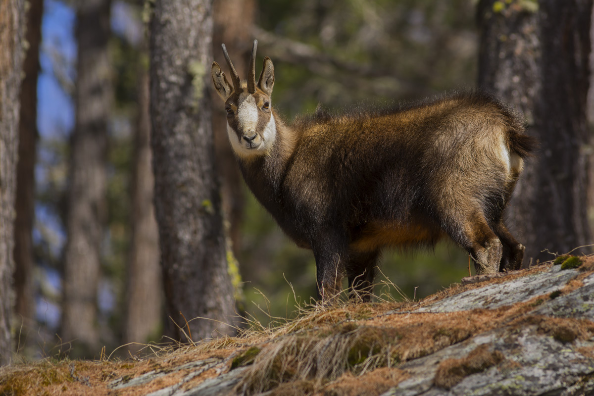 Chamois