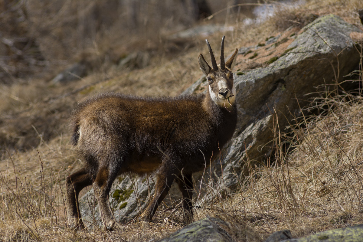 Chamois