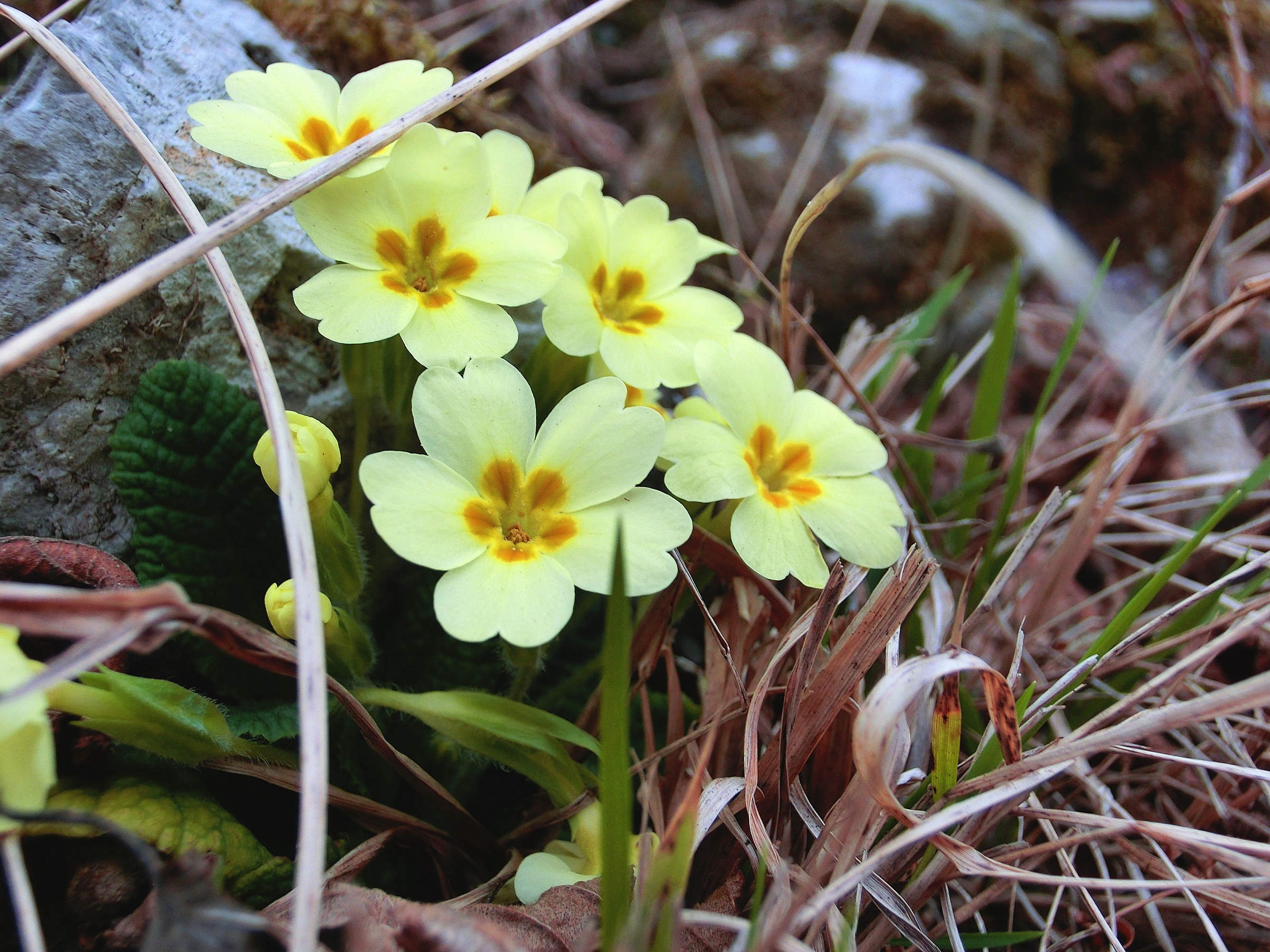 La Primavera Si Avvicina........