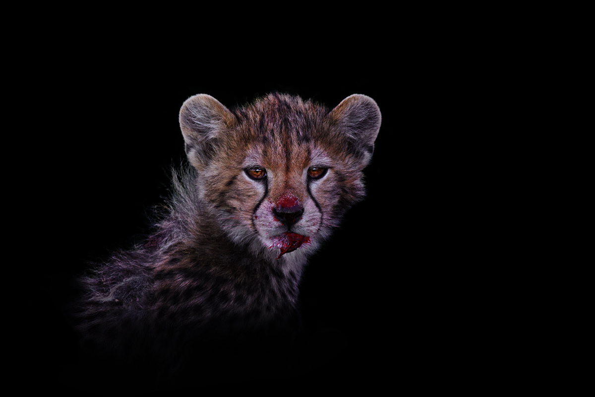 Cheetah cub black portrait