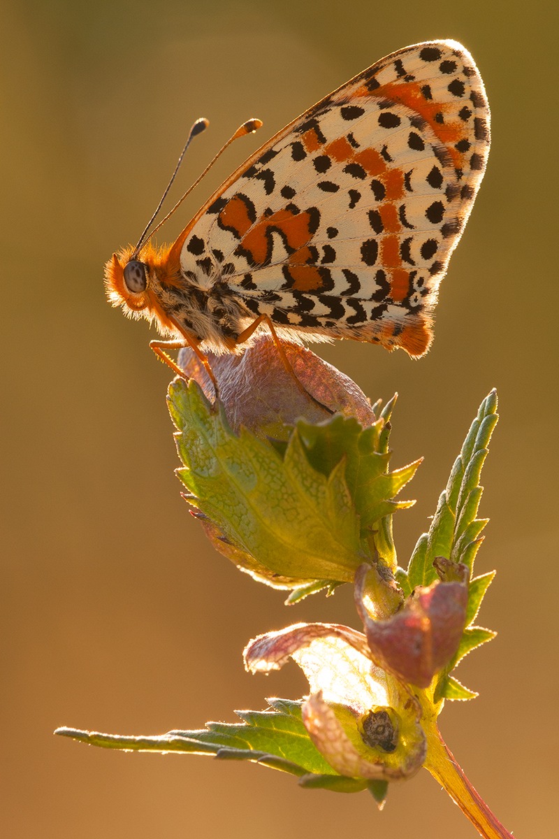 Melitaea didyma
