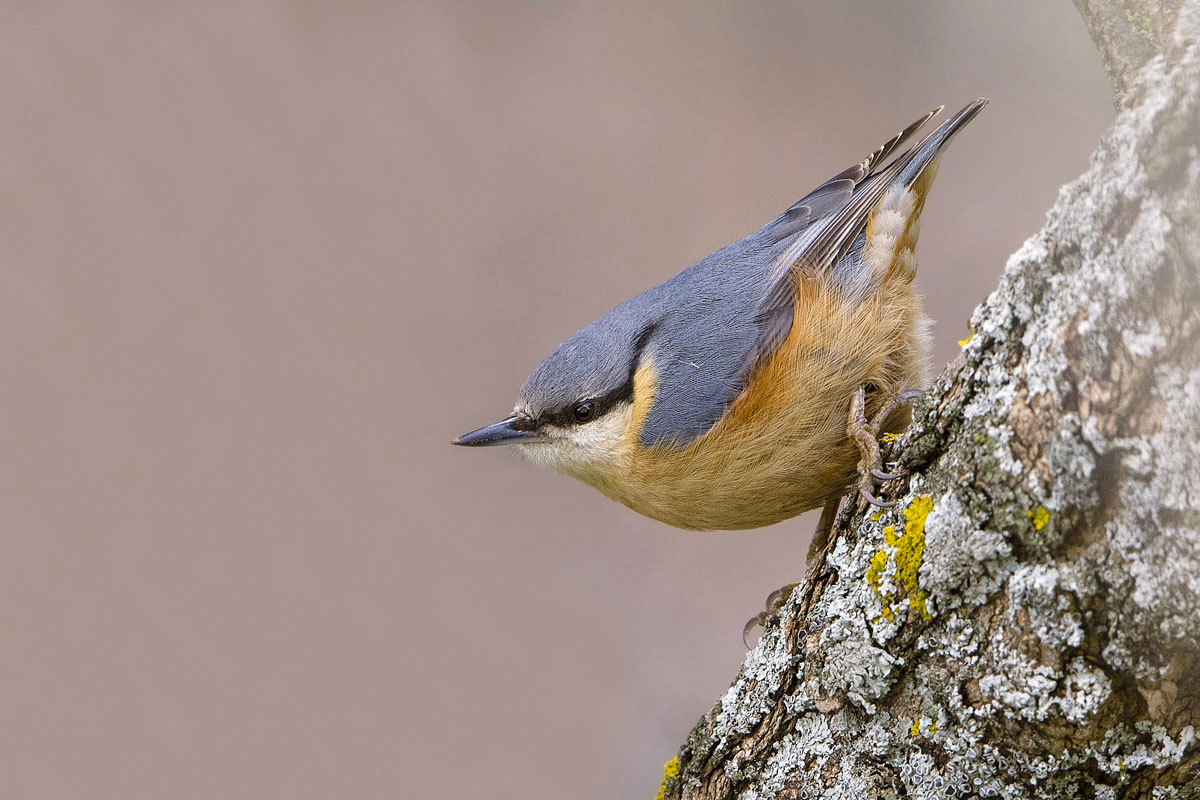 Nuthatch