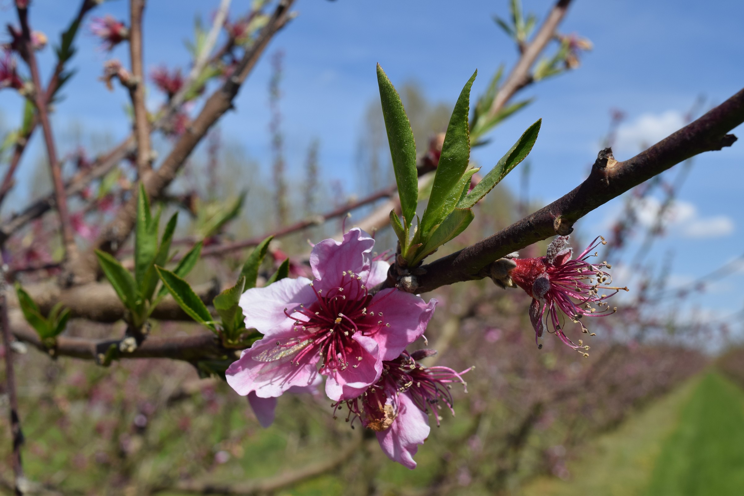 Peach blossom