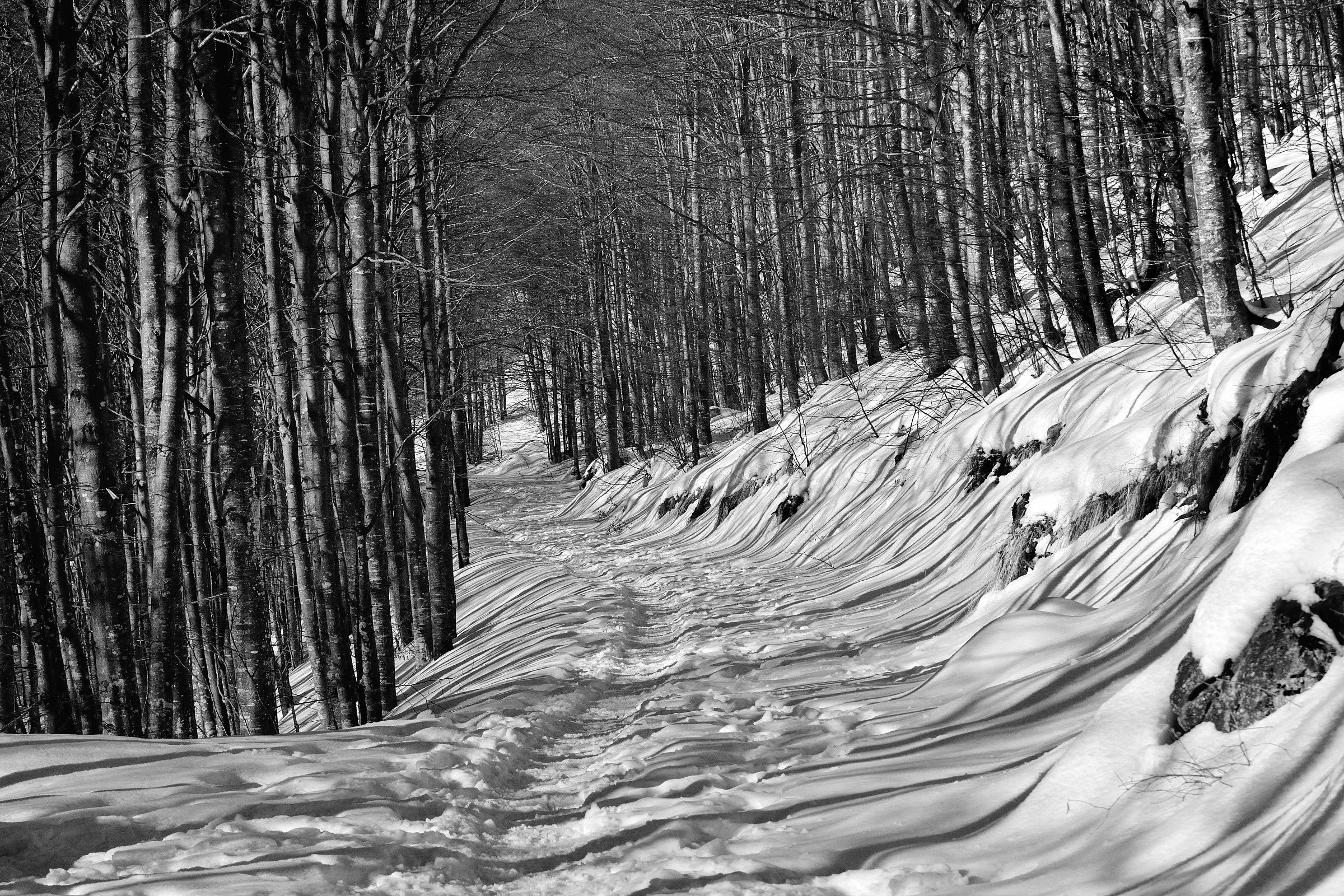 Textures in the woods ...