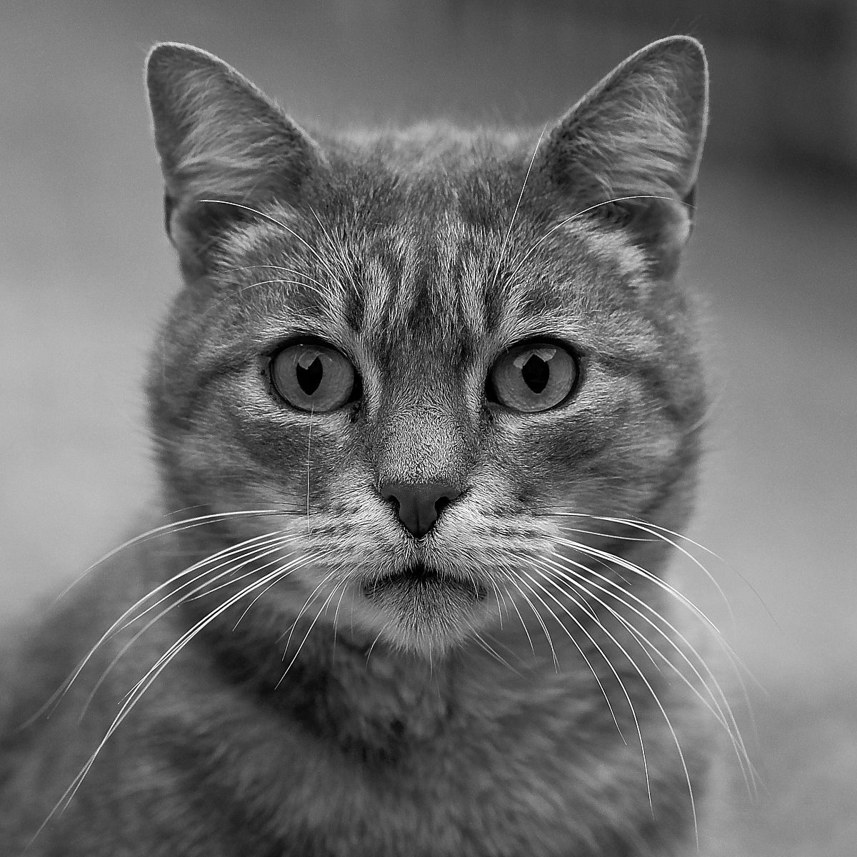Portrait of cat ...