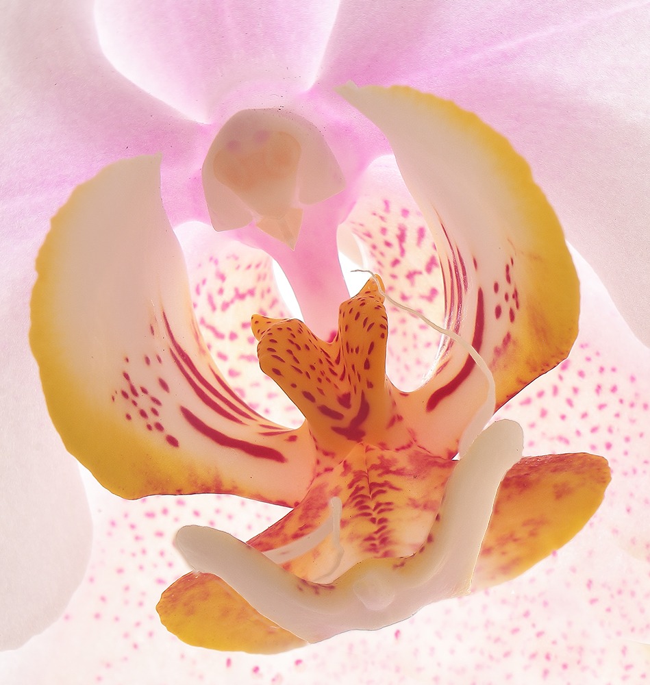 Phalaenopsis
