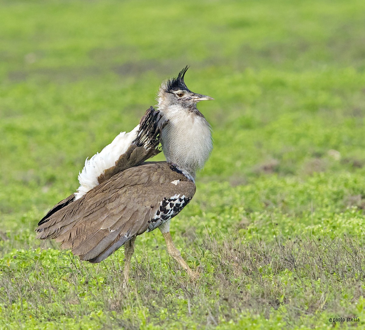 Otarda di Kori in parata