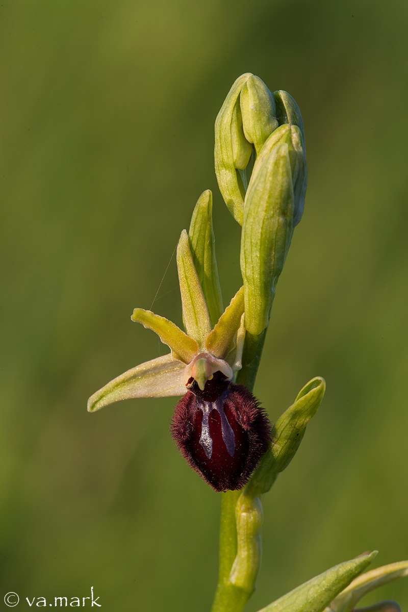 Ophrys sphegodes
