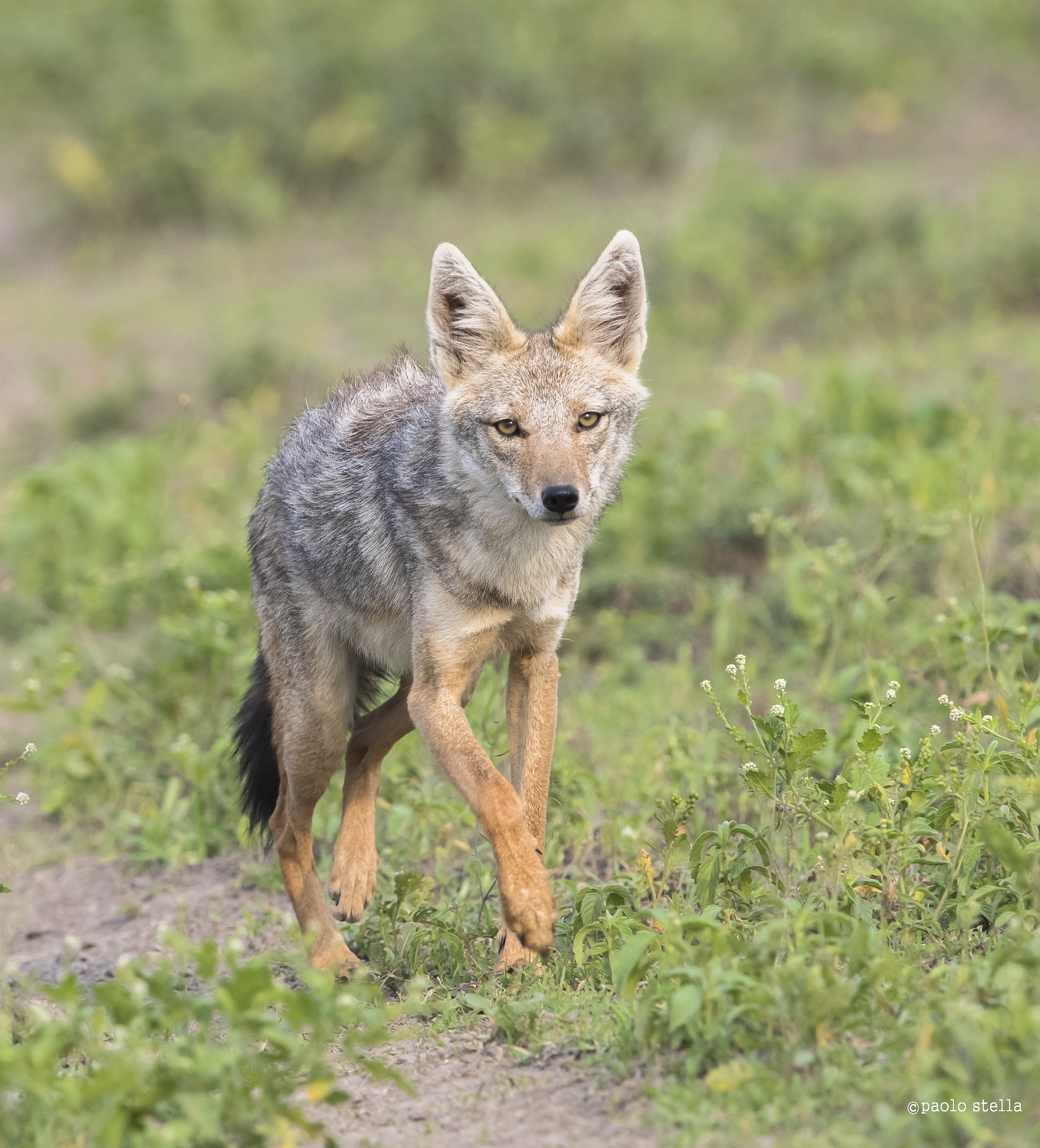 Golden Jackal