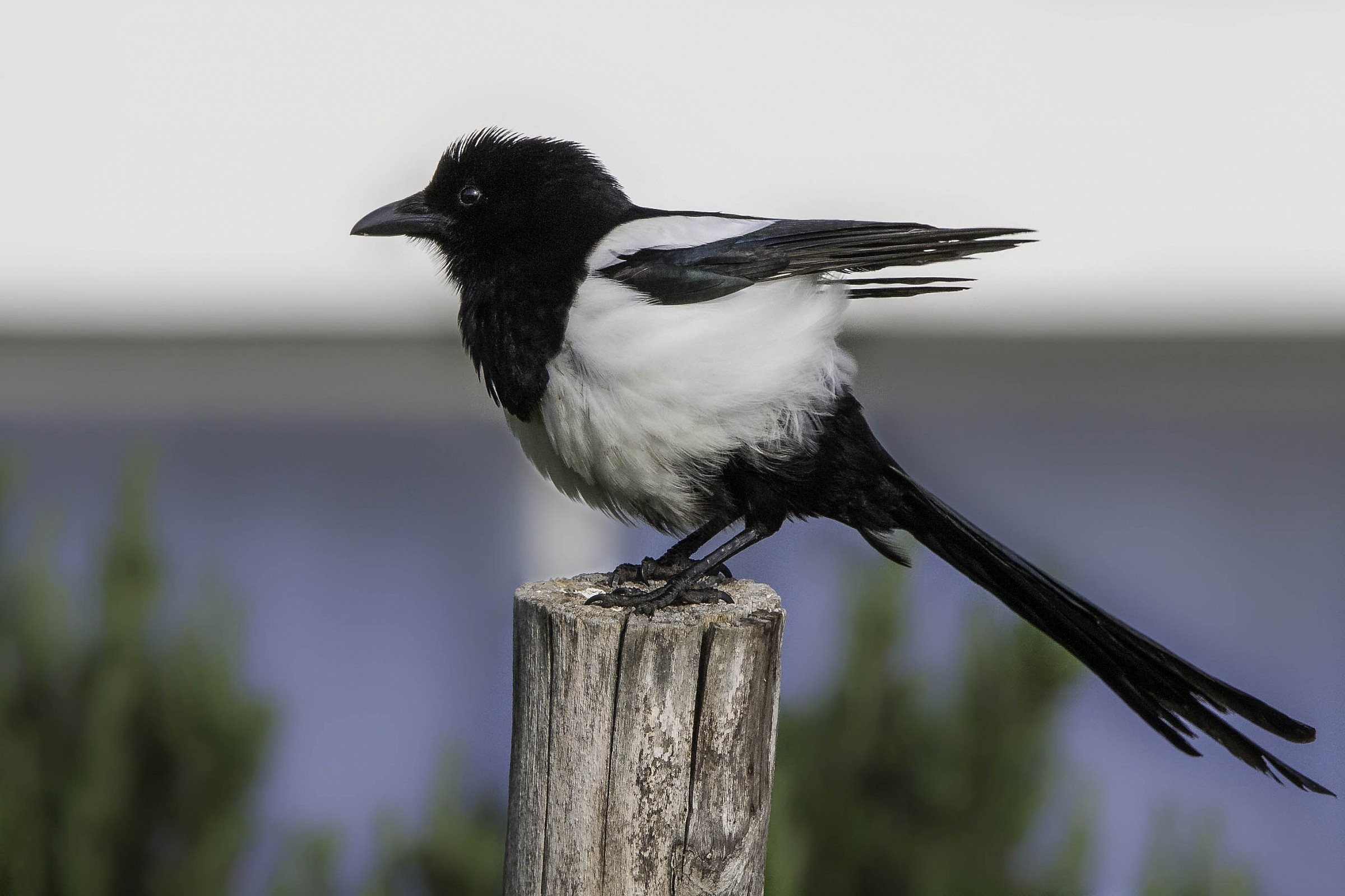 Magpie