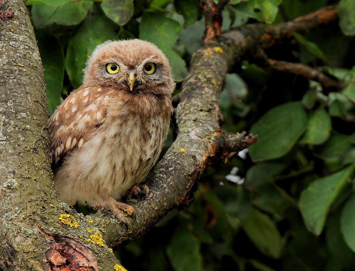 young owl