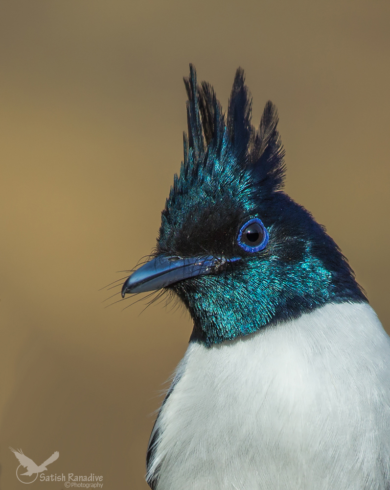 Asian Paradise Flycatcher, Adult male Portrait.